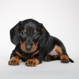Boo - Black and tan male Dachshund puppy in Red Bud, Illinois from Midwest Miniature Dachshunds