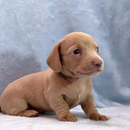Girl 2 - Fawn (Isabella) female Dachshund puppy in Mt. Sterling, Illinois from Doxie Do's