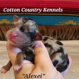 Alexei - Blue merle male Aussiedoodle puppy in Vinemont, Alabama from Cotton Country Kennels