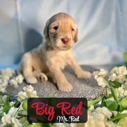 Big Red - Cream male Australian Labradoodle puppy in Richmond, Kentucky from Happy Time Doodles