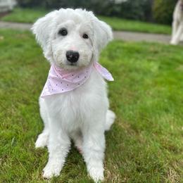 Faith - Blue merle and white female Sheepadoodle puppy in Vernonia, Oregon from Life Unleashed Farm