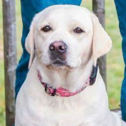 Labrador Retrievers from Island branch white labs