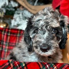 Ginger Tea - Merle Double Doodle puppy in Palmetto Bay, Florida from Coral Gables Doodles