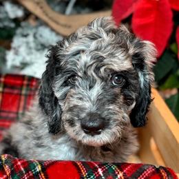 Ginger Tea - Merle Double Doodle puppy in Palmetto Bay, Florida from Coral Gables Doodles