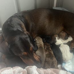 Dachshund puppies from Honey Bee Dachshunds