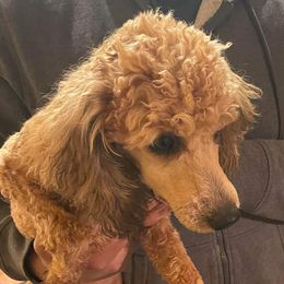 Coco - Poodle