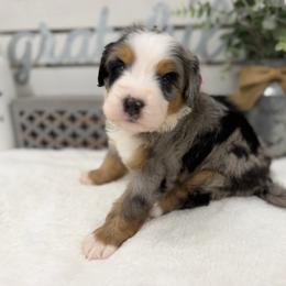 Miss Pepsi - Blue merle female Bernedoodle puppy in Hegins, Pennsylvania from Bubbling Springs Doodles, LLC