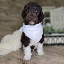 Watson - Chocolate male Goldendoodle puppy in Woodburn, Indiana from DNLS Doodle Puppies