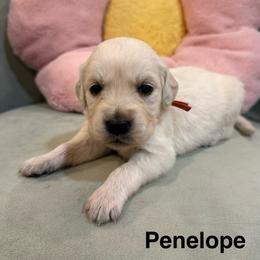 Penelope - Light golden female Golden Retriever puppy in Conroe, Texas from Tails of Cypress