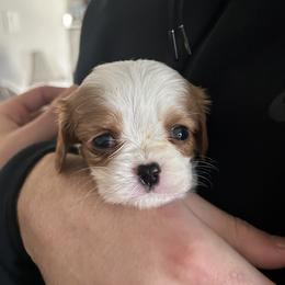Cavalier King Charles Spaniel Puppies from SHANNON'S CAVALIERS