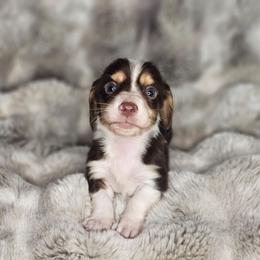 Boy 2 - Piebald male Dachshund puppy in Rancho Cucamonga, California from Pretty Little Dachshunds