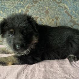 Pink collar girl - Bi-color female German Shepherd puppy in Coleta, Illinois from Four Leaf Farm- Vom Vierblättriges Bauernhof