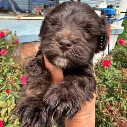 Boy 1 - Liver male Miniature Schnauzer puppy in Springville, Tennessee from Patriot Paws