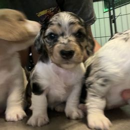 Dachshunds from Dip N Doxie