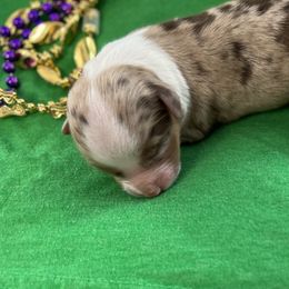 Boy 1 - Miniature Australian Shepherd puppy in Amarillo, Texas from Luna’s Mini Aussies