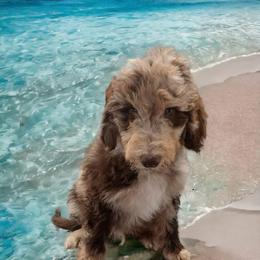 Bernedoodle, Bernese Mountain Dog, Goldendoodle, and Shihpoo Puppies from Route 66 Poodles & Doodles, Sapphire Shih-tzu's of Ohio