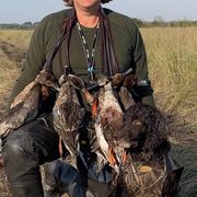 Boykin Spaniels from Wildbrier Boykin Spaniels