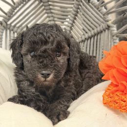 Misty - Silver female Poodle puppy in Poplarville, Mississippi from Southern Belle Poodles