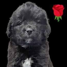Female 1 - Black female Newfoundland puppy in Burfordville, Missouri from Umfleet Farms