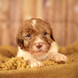 Dolly - female Newfypoo puppy in Lancaster, New York from Newfiedoodles of WNY