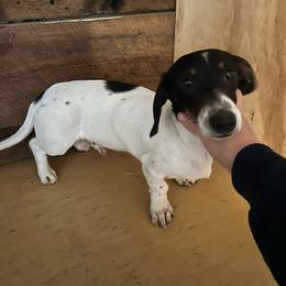 George - Dachshund