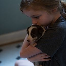 Border Collie Puppies from Air Capital Border Collies