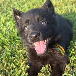 Orange green girl - Black female German Shepherd puppy in Clarkrange, Tennessee from Vom Wolff