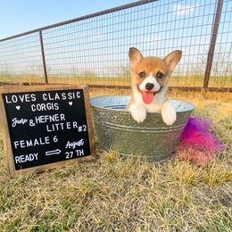 Pembroke Welsh Corgi Puppies from Loves Classic Corgis