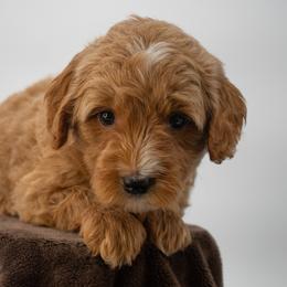 Sage Blue Boy - Red  male Goldendoodle puppy in Lafayette, Alabama from Sweethaven Kennels