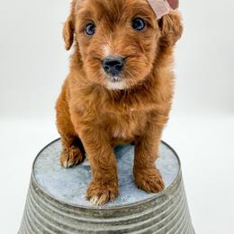 Nerds - Red  female Goldendoodle puppy in Sunman, Indiana from Brunsman Country Doodles LLC