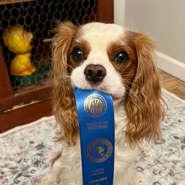 Cavalier King Charles Spaniel and Cavapoo Puppies from Moongate Cavaliers