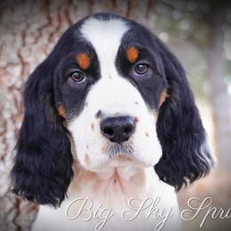 Boy 2 - Black white and tan male English Springer Spaniel puppy in Great Falls, Montana from Big Sky Springers
