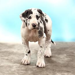 Bella - Harlequin female Great Dane puppy in Ottumwa, Iowa from Robin's Great Danes