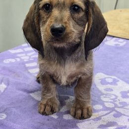 Red Fuzzy Wire Girl - Red female Dachshund puppy in Cheney, Washington from Nouvelle Standard Dachshunds