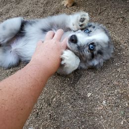 American Corgi, Miniature Australian Shepherd, and Pembroke Welsh Corgi Puppies from Grassy Woods Farm Dogs