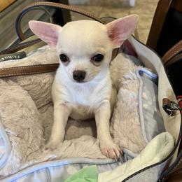 Chihuahua Puppies from Rebel’s Mighty Chihuahuas
