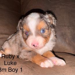 Blue Merle male 1 - Blue merle male Miniature Australian Shepherd puppy in Redding, California from Lavish Luxuries Mini and Toy Australian Shepherds