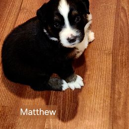 Matthew - Black & white male Miniature American Shepherd puppy in Longview, Washington from Rainy Rivers Farms