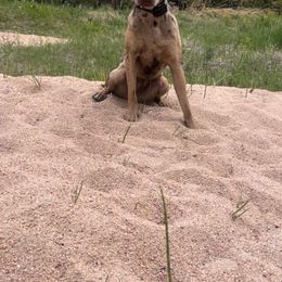 Catahoula Leopard Dog All Grown Up from Lazy 44 Catahoulas