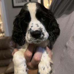 Compass - Black and white male English Springer Spaniel puppy in Fort White, Florida from Thunderbird Springers