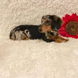 River - Dachshund