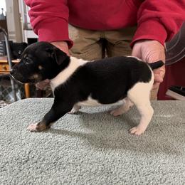 Pop - White black and tan male Rat Terrier puppy in Gonzales, Texas from Sunshine Deckers