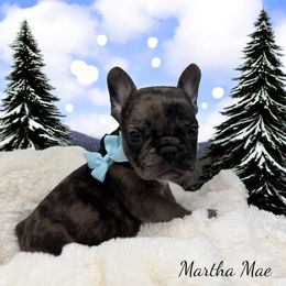 Martha Mae - Brindle female French Bulldog puppy in Hughesville, Maryland from Fox Run Farm