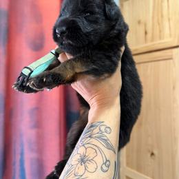 Black and red female 2 - Black and red female German Shepherd puppy in Twin Lake, Michigan from Drago Team ~ Michigan K9