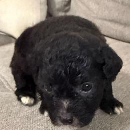 Stormy - Black & white female Maltipoo puppy in Richmond, Texas from Kirksey Texas Elite Maltidoodles