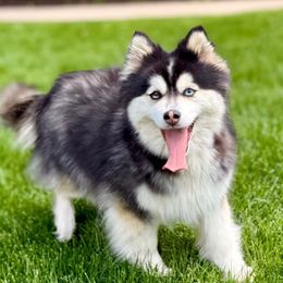 Dixie - Pomsky