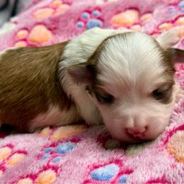Fifi - Red female Havanese puppy in Wappapello, Missouri from Titanium Havanese LLC