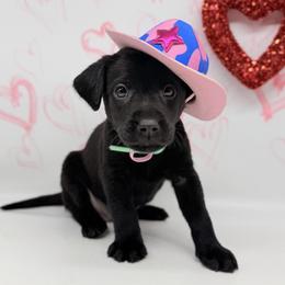 Mint Collar Female - Black female Labrador Retriever puppy in Sherrard, Illinois from Gochee Labs