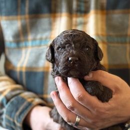 Boy 5 - Brown male Lagotto Romagnolo puppy in Sugar Valley, Georgia from Pinnacle Farm and Kennel