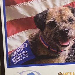 Border Terriers from BearFoot Border Terriers